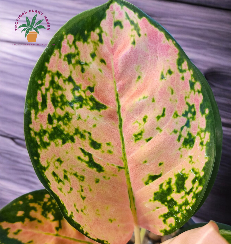 Aglaonema Ebony Cochin