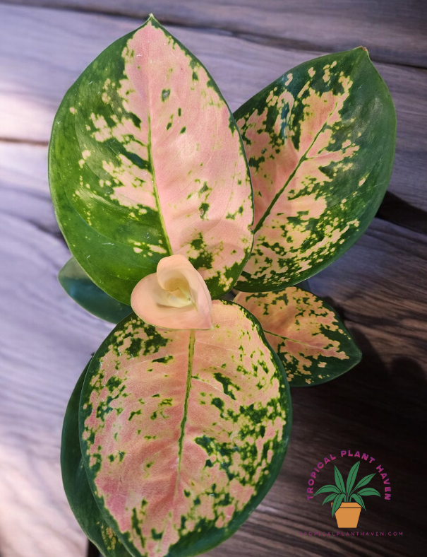 Aglaonema Ebony Cochin