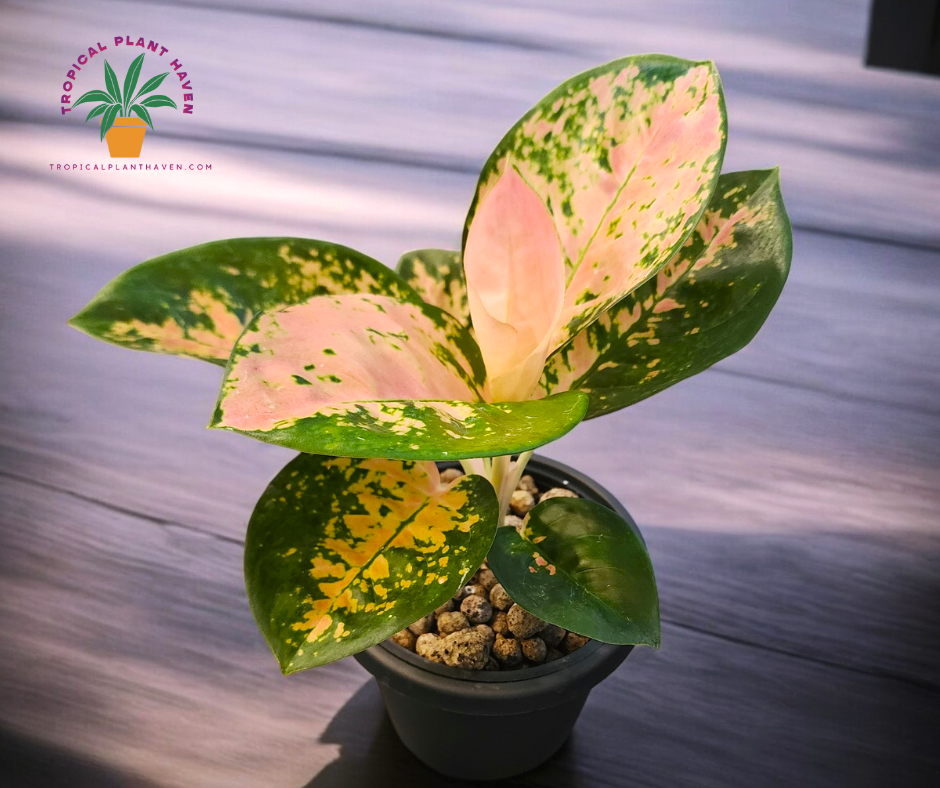 Aglaonema Ebony Cochin