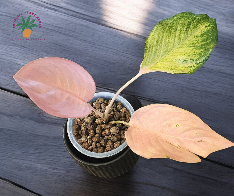 Aglaonema Amazon