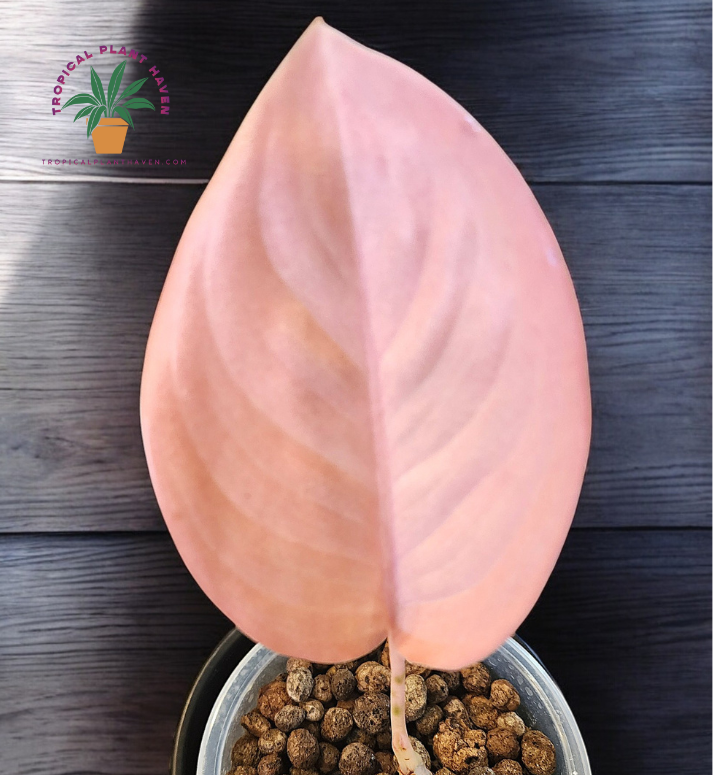 Aglaonema Amazon