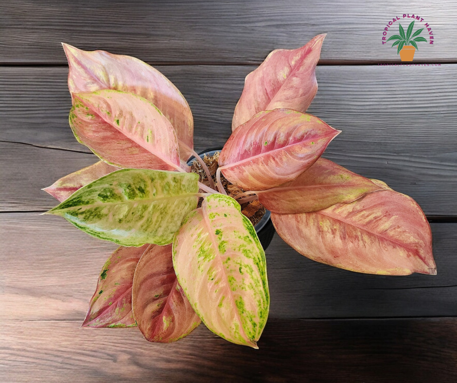 Aglaonema Pink Angel