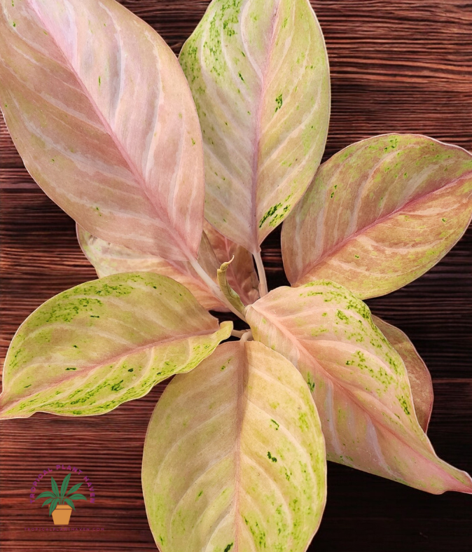 Aglaonema Pink Bidadari Mutation