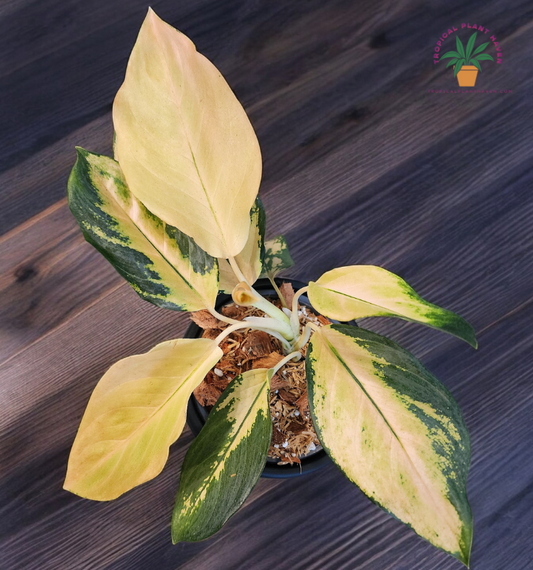 Aglaonema Golden Majestic