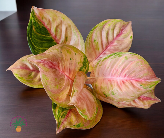 Aglaonema Susan Swan