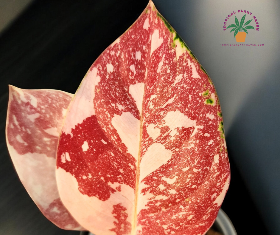 Aglaonema Tricolor Cochin -  Longleaf