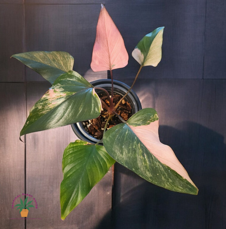 Homalomena Pink Diamond