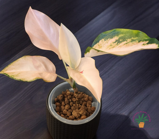 Aglaonema Peach Cochin