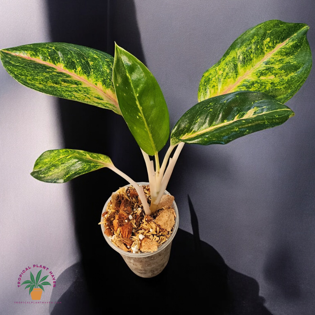 Aglaonema Green Papaya