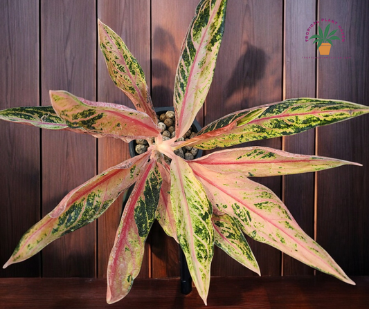 Aglaonema Pink Sumatra