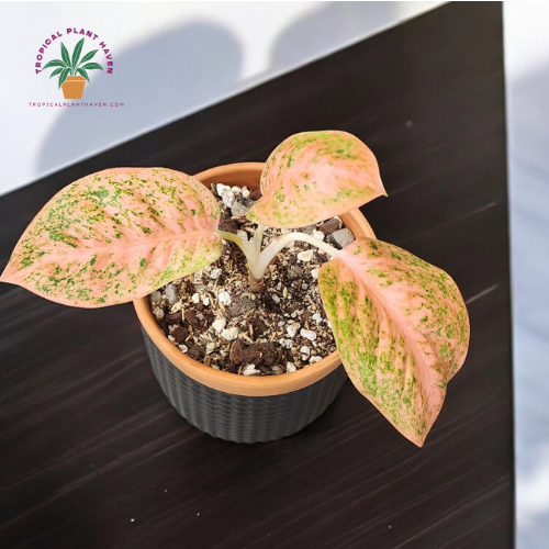 Aglaonema Orange Stardust